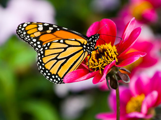 Monarch Butterfly