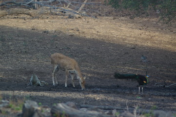 deer in the savanna © PUGUH