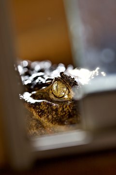 Crocodile reptile yeux oeil peur