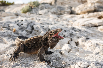 Black iguana with an open maw takes an intimidating position
