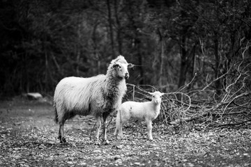 Obraz premium Cres’ semiwild Tramuntana sheep are unique to the island and perfectly adapted to the karst pastures. Mother and son child (in B&W) standing or running