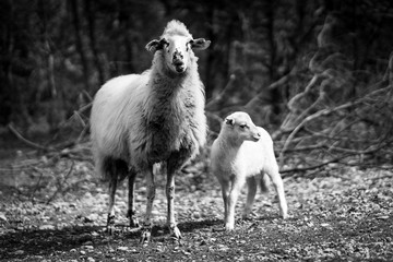 Cres’ semiwild Tramuntana sheep are unique to the island and perfectly adapted to the karst pastures.  Mother and son child (in B&W) standing or running