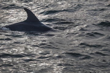 Fototapeta premium delfín