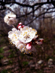 flowering apricots in early spring