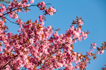 Branches of cherry blossoms. Beautiful Sakura in the garden
