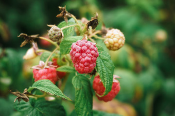 Fresh raspberries on the branch. The raspberries in the bushes. Raspberries in the garden.