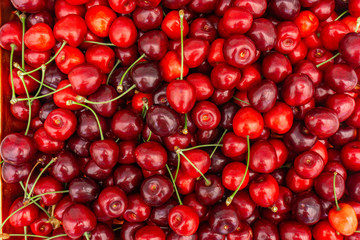 Pile of ripe cherries with stalks and leaves. Large collection of fresh red cherries. Ripe cherries background.