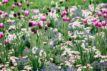 Fototapeta premium Field of blooming tulips. Wallpaper of flowers. Wallpaper of tulips.