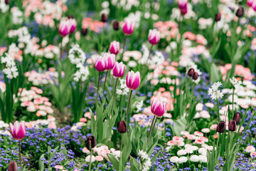 Field of blooming tulips. Wallpaper of flowers. Wallpaper of tulips.