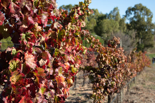 Vindima no Alentejo