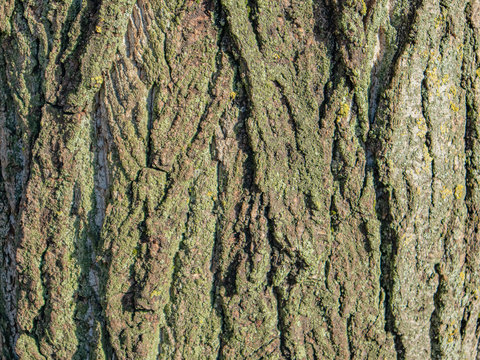 Elm Tree Bark, Covered With Lichen, Deep Relief Structure
