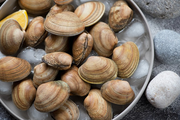 Close-up of raw uncooked iced vongole clams, selective focus, elevated view