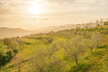 Fototapeta na wymiar Amazing golden sunset (sunrise) near lake Butoniga, near Motovun, istria, croatia. Setting (rising) sun on vineyard and olive trees.
