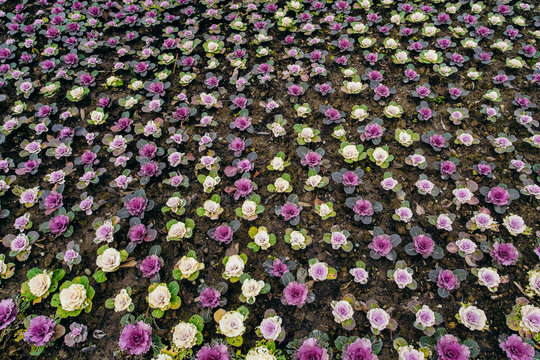 Decorative cabbage Pule field in the garden