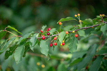 Ripe berries cherries and not until the end of dospevshie berries on the branch. Close-up view of the berries.