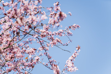 Flowering branches of cherry blossoms against a beautiful blue sky.