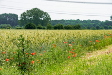poppies on a background of field of barley
