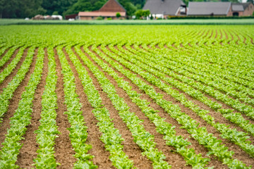 Fototapeta na wymiar Rural vegetable fields. Lettuce, beetroot, spinach. Beautiful rural fields.