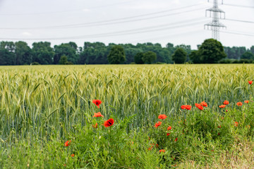 Poppies grow near a field of barley. Poppies on the background of a barley field.