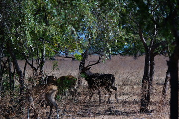 Java deer (Deer timorensis) is a type of deer that is endemic to the islands of Java, Bali and Timor (including Timor Leste) in Indonesia.