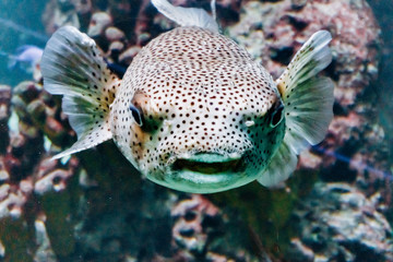 Fish diodon in the aquarium. Beautiful fish diodon.