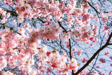 Magnolia branches in the garden near the house. Flowering Magnolia tree