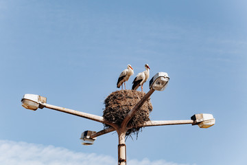 Storks nest on a lamppost in the private sector