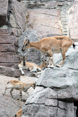 Mountain goats walk among rocks and stones