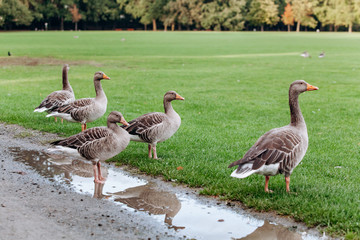 Wild geese on a walk in the park. Gray geese.