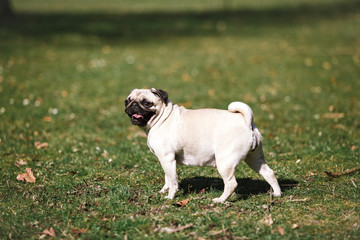 Obraz premium Pug walks in the Park in warm summer weather