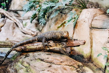 Papuan monitor Lizard climbs out of the water in the national reserve