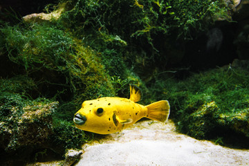 Arothron yellow floats in the water, artificial aquarium