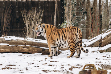 Tiger walks on snow-covered ground