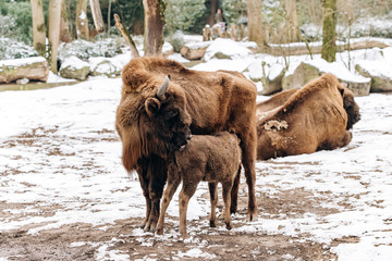 Bison in the reserve. Representatives of wild European bulls in the winter forest. Brown European...