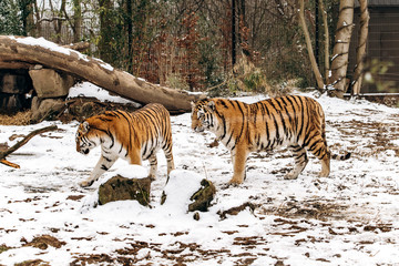 Tiger walks on snow-covered ground