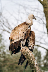 A vulture sits on a dry branch in search of prey