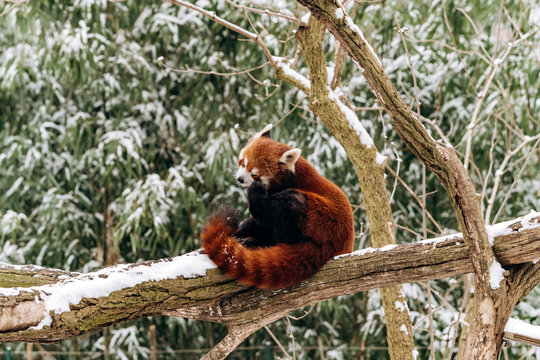 Red Panda climbs a tree in winter with green bushes in the background