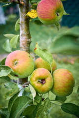 Ripe apples on a branch. Close-up view