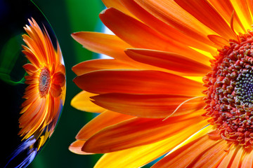 Gerbera orange on a green background and her reflection in a mirror ball 