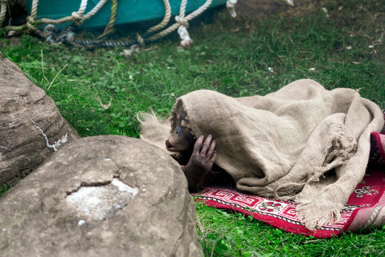 A baby monkey is hiding under the canvas and holds food in his mouth.