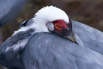 Daurian crane cleans feathers with beak, close-up, portrait