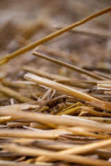 closeup of dry straw