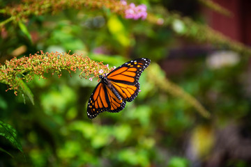 Monarch Butterfly