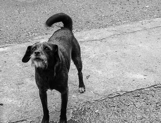 dog on street