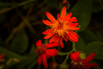 red-orange flower in the garden