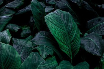 Fototapeta premium leaves of Spathiphyllum cannifolium, abstract green texture, nature background, tropical leaf