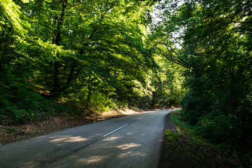 Fototapeta premium Forest road in Fruska Gora National Park, Serbia