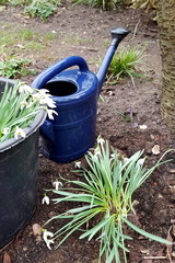 Schneeglöckchen im Garten einpflanzen