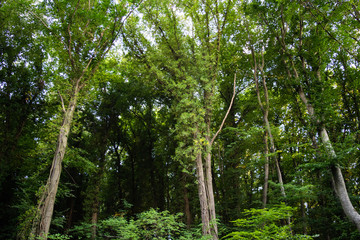 Trees in Fruska Gora National Park, Serbia
