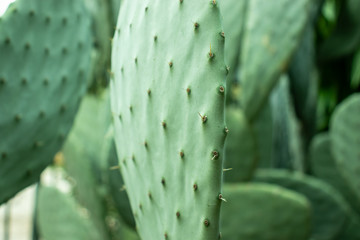 Beaver tail green cactus outside in a park on a sunny day